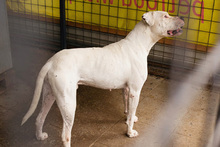 TOGO, Hund, Dogo Argentino-Mix in Kroatien - Bild 8
