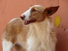 LIMA, Hund, Podenco in Schmallenberg - Bild 3