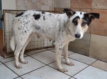 DOLLY, Hund, Mischlingshund in Griechenland - Bild 1