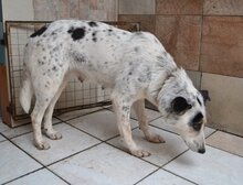 DOLLY, Hund, Mischlingshund in Griechenland - Bild 3