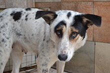 DOLLY, Hund, Mischlingshund in Griechenland - Bild 4
