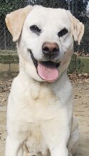 GOLDY, Hund, Mischlingshund in Griechenland - Bild 1