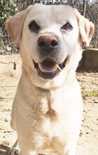 GOLDY, Hund, Mischlingshund in Griechenland - Bild 11