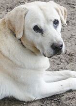 GOLDY, Hund, Mischlingshund in Griechenland - Bild 15