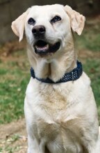 GOLDY, Hund, Mischlingshund in Griechenland - Bild 23