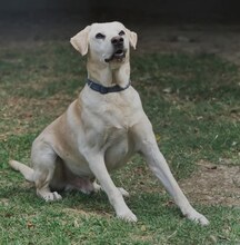 GOLDY, Hund, Mischlingshund in Griechenland - Bild 24
