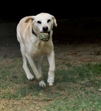 GOLDY, Hund, Mischlingshund in Griechenland - Bild 25