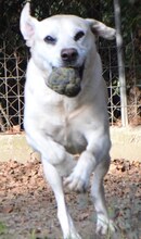 GOLDY, Hund, Mischlingshund in Griechenland - Bild 27