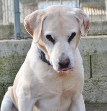 GOLDY, Hund, Mischlingshund in Griechenland - Bild 29