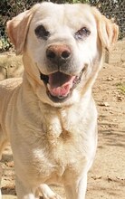 GOLDY, Hund, Mischlingshund in Griechenland - Bild 3