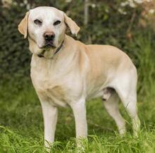 GOLDY, Hund, Mischlingshund in Griechenland - Bild 31
