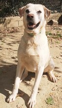 GOLDY, Hund, Mischlingshund in Griechenland - Bild 5