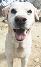 GOLDY, Hund, Mischlingshund in Griechenland - Bild 8