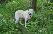 CARA, Hund, Herdenschutzhund-Mix in Monheim - Bild 8