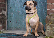 LUNA, Hund, Mischlingshund in Bergheim - Bild 2