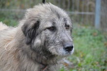 JACK, Hund, Mischlingshund in Rumänien - Bild 11