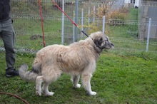 JACK, Hund, Mischlingshund in Rumänien - Bild 5