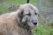 JACK, Hund, Mischlingshund in Rumänien - Bild 7