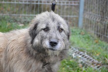 JACK, Hund, Mischlingshund in Rumänien - Bild 8