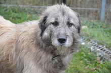 JACK, Hund, Mischlingshund in Rumänien - Bild 9