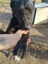 GRETI, Hund, Mischlingshund in Ungarn - Bild 1