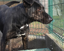 GRETI, Hund, Mischlingshund in Ungarn - Bild 10