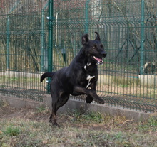 GRETI, Hund, Mischlingshund in Ungarn - Bild 14