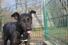 GRETI, Hund, Mischlingshund in Ungarn - Bild 3
