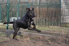 GRETI, Hund, Mischlingshund in Ungarn - Bild 4