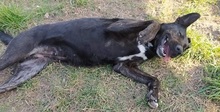 GRETI, Hund, Mischlingshund in Ungarn - Bild 6