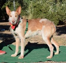 FARAON, Hund, Rauhhaarpodenco in Spanien - Bild 2