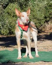 FARAON, Hund, Rauhhaarpodenco in Spanien - Bild 4
