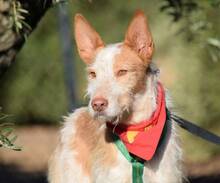 FARAON, Hund, Rauhhaarpodenco in Spanien - Bild 5