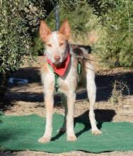 FARAON, Hund, Rauhhaarpodenco in Spanien - Bild 6