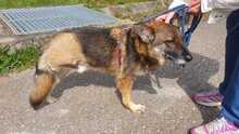 COOKIE, Hund, Mischlingshund in Sachsenheim - Bild 1