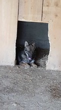 COOKIE, Hund, Mischlingshund in Sachsenheim - Bild 14