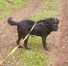 BOCELLI, Hund, Labrador-Mix in Gefrees - Bild 5