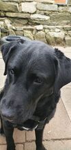 BOCELLI, Hund, Labrador-Mix in Gefrees - Bild 6