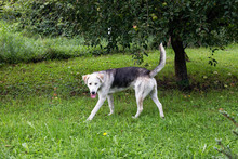 BOWIE, Hund, Siberian Husky-Mix in Kroatien - Bild 10