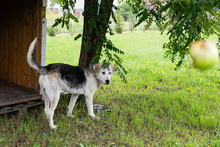 BOWIE, Hund, Siberian Husky-Mix in Kroatien - Bild 9