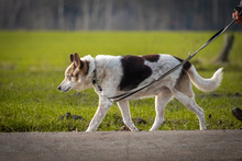 BONCUK, Hund, Deutscher Schäferhund-Mix in Fürstenau - Bild 2