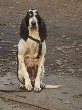 MELINA, Hund, Ariegeois in Rumänien - Bild 3