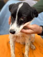 FILOU, Hund, Mischlingshund in Rumänien - Bild 2