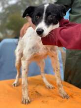 FILOU, Hund, Mischlingshund in Rumänien - Bild 3