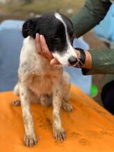FILOU, Hund, Mischlingshund in Rumänien - Bild 4