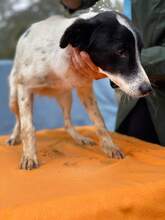 FILOU, Hund, Mischlingshund in Rumänien - Bild 5