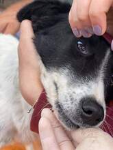 FILOU, Hund, Mischlingshund in Rumänien - Bild 6