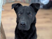 TIA, Hund, Flat Coated Retriever-Shar-Pei-Mix in Büren