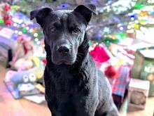 TIA, Hund, Flat Coated Retriever-Shar-Pei-Mix in Büren - Bild 2