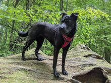 TIA, Hund, Flat Coated Retriever-Shar-Pei-Mix in Büren - Bild 4